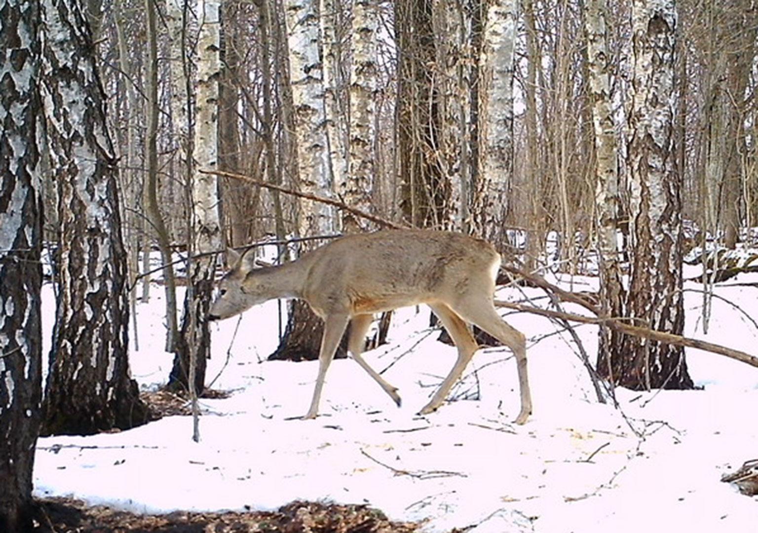 Roe deer (Capreolus capreolus)