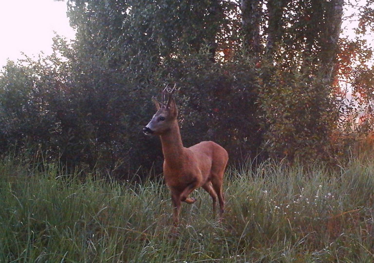 Roe deer (Capreolus capreolus)