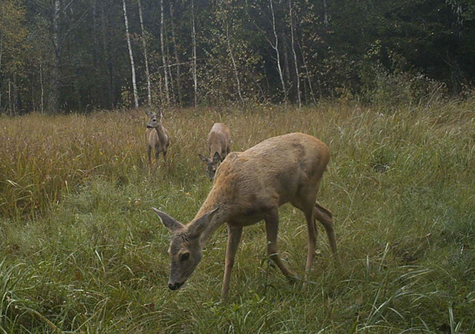 Roe deer (Capreolus capreolus)