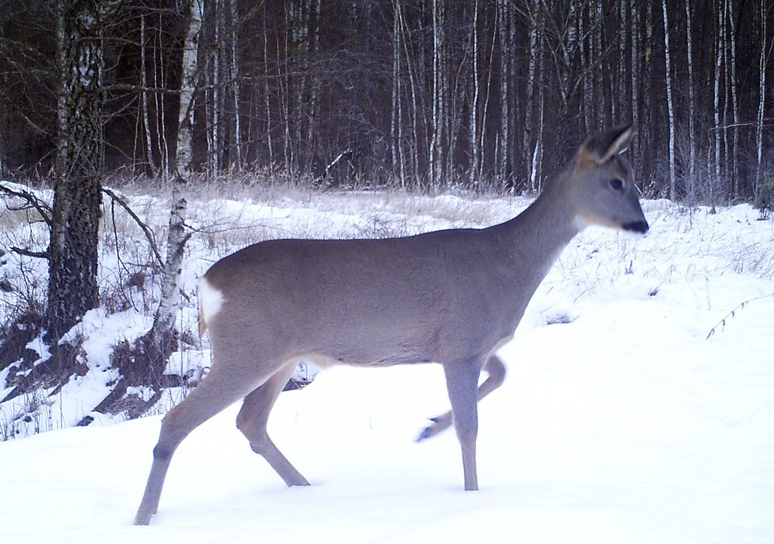 Roe deer (Capreolus capreolus)