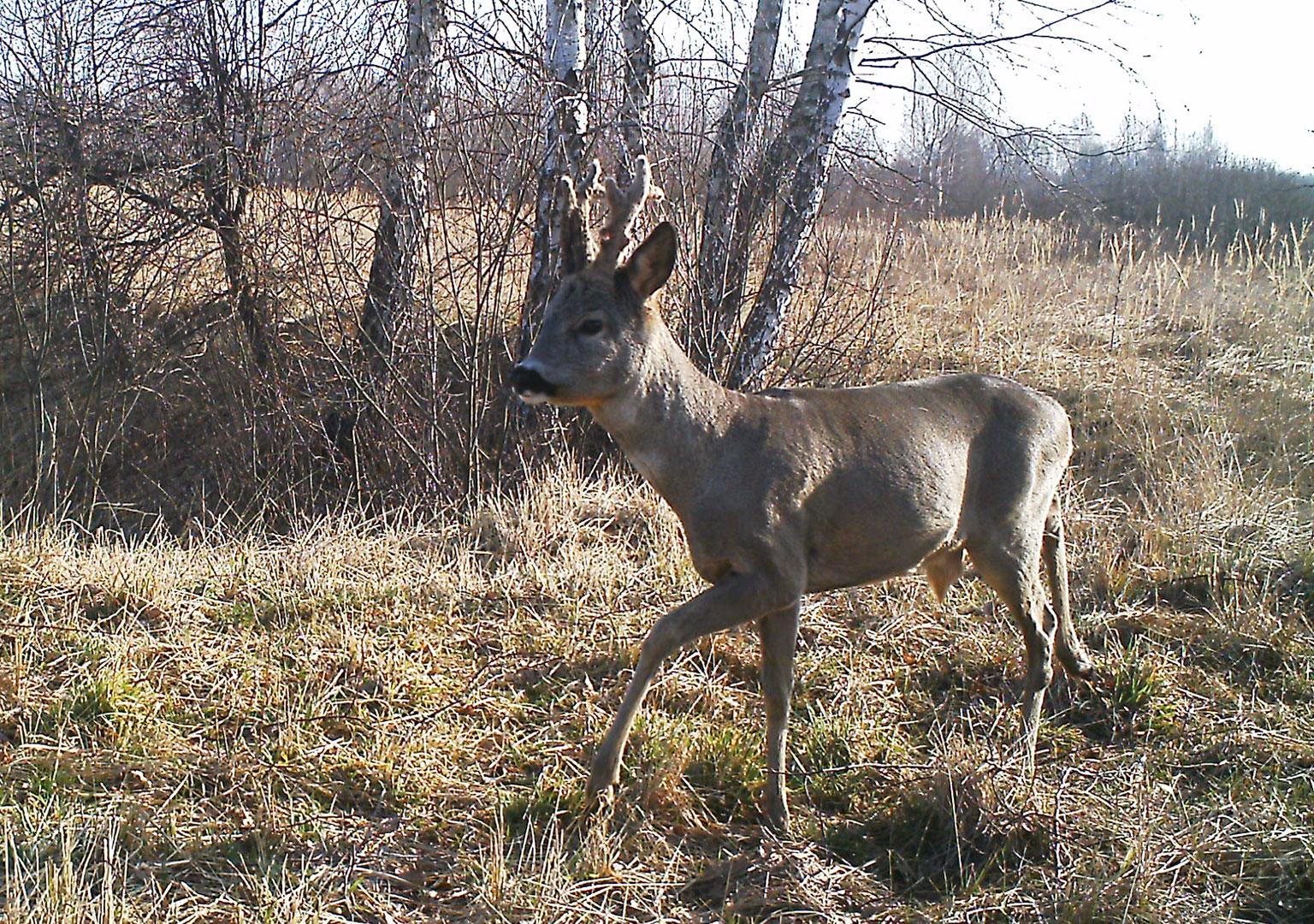 Roe deer (Capreolus capreolus)