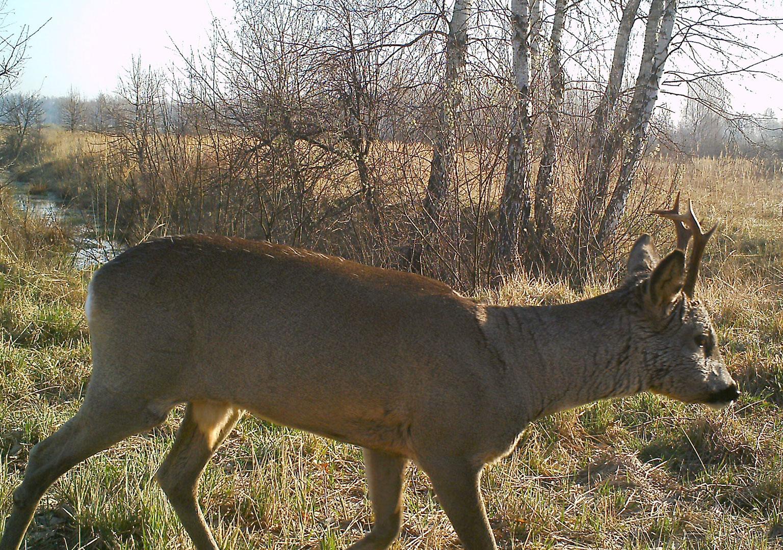 Roe deer (Capreolus capreolus)