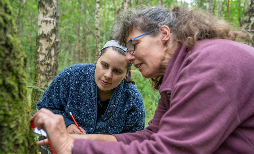 Maude Grenier and Netty van Dijk, Glencorse Woodland Experiment Platform, Edinburgh