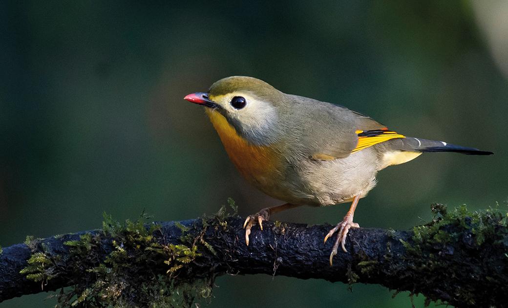 Red-billed leiothrix