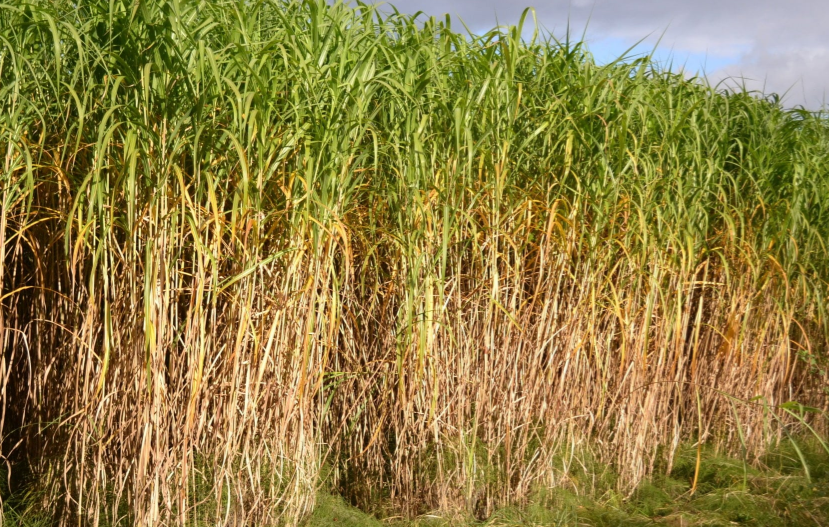 close up of miscanthus