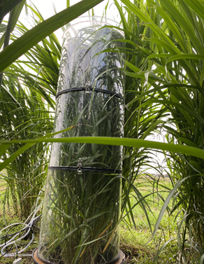 A tall transparent cylinder with plants inside
