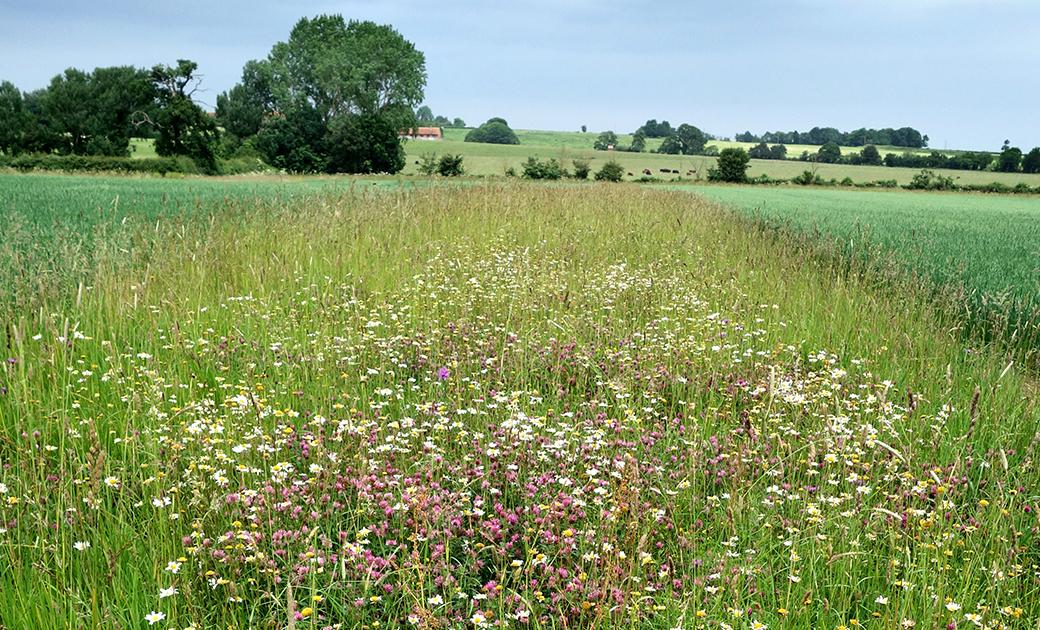 Promoting sustainable agriculture at Groundswell