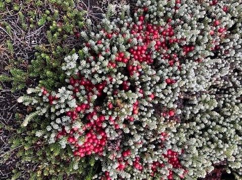 Empetrum rubrum is a native Falklands plant.