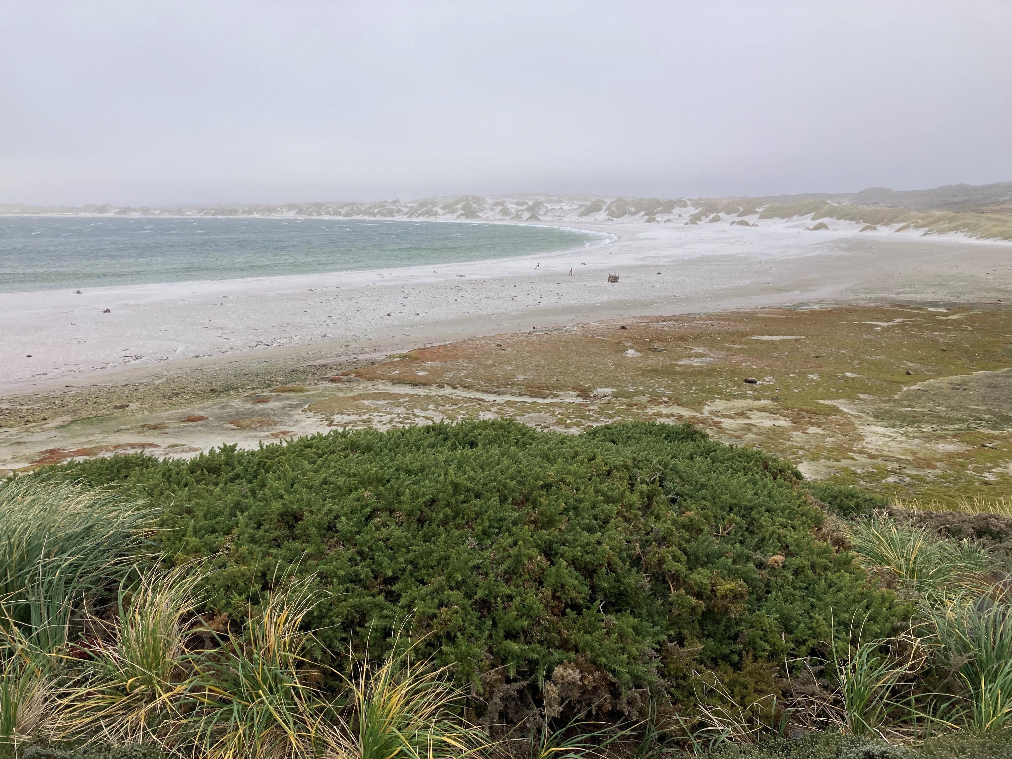 Gorse, Falkland Islands.