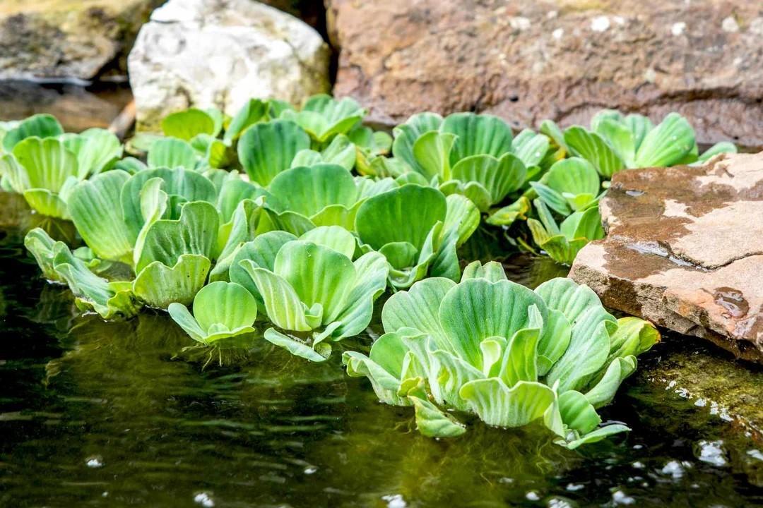 Nile cabbage by the shore