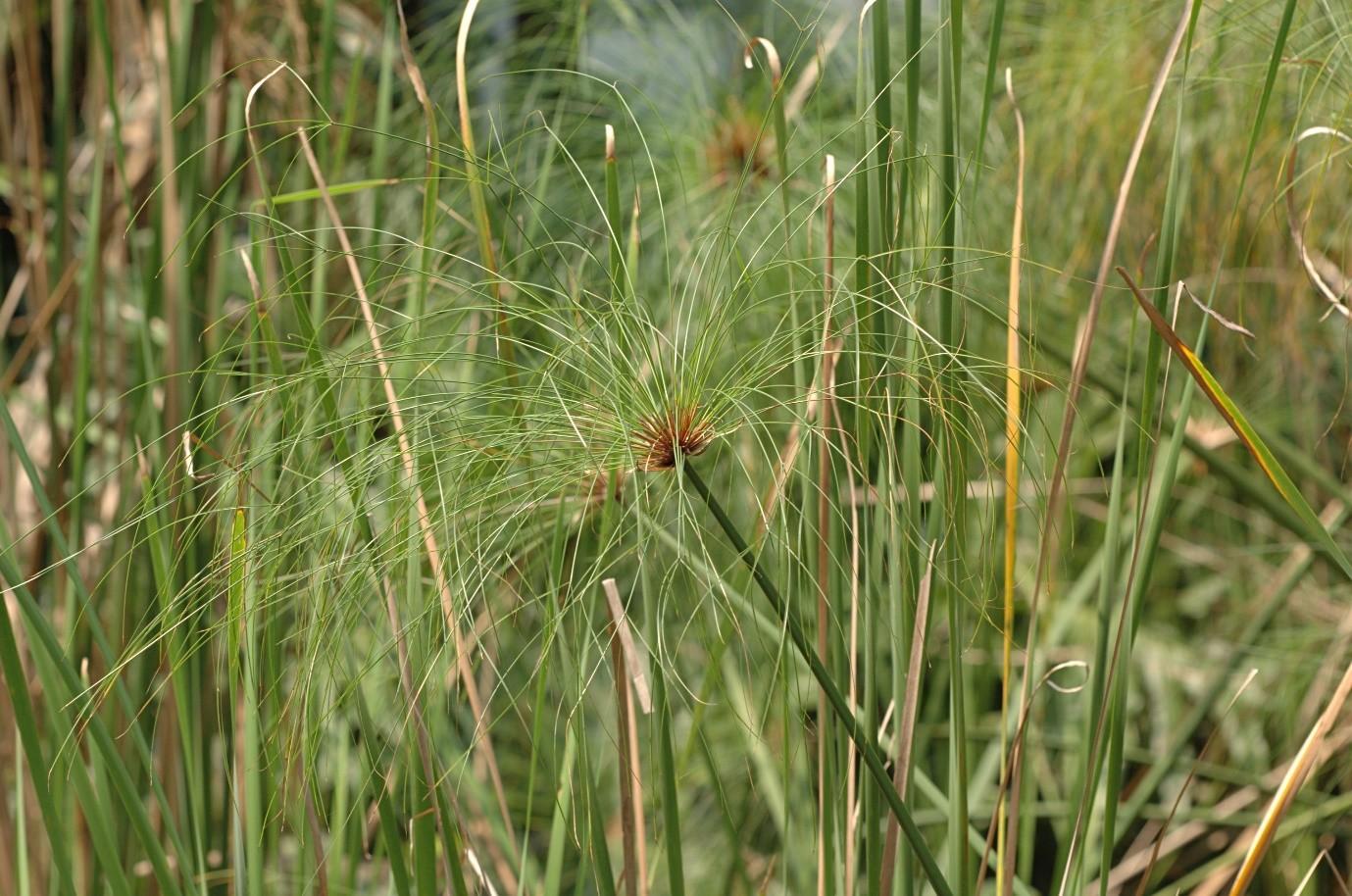 Close up of papyrus