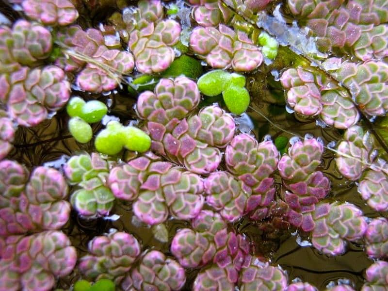 Water ferns