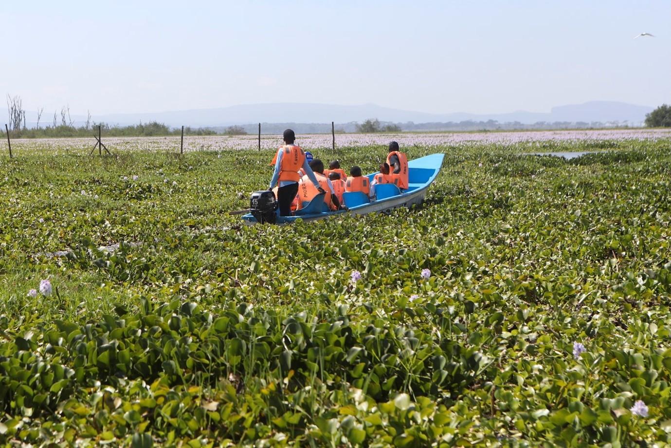 A large area of water hyacinth with people in a small boat in the middle.