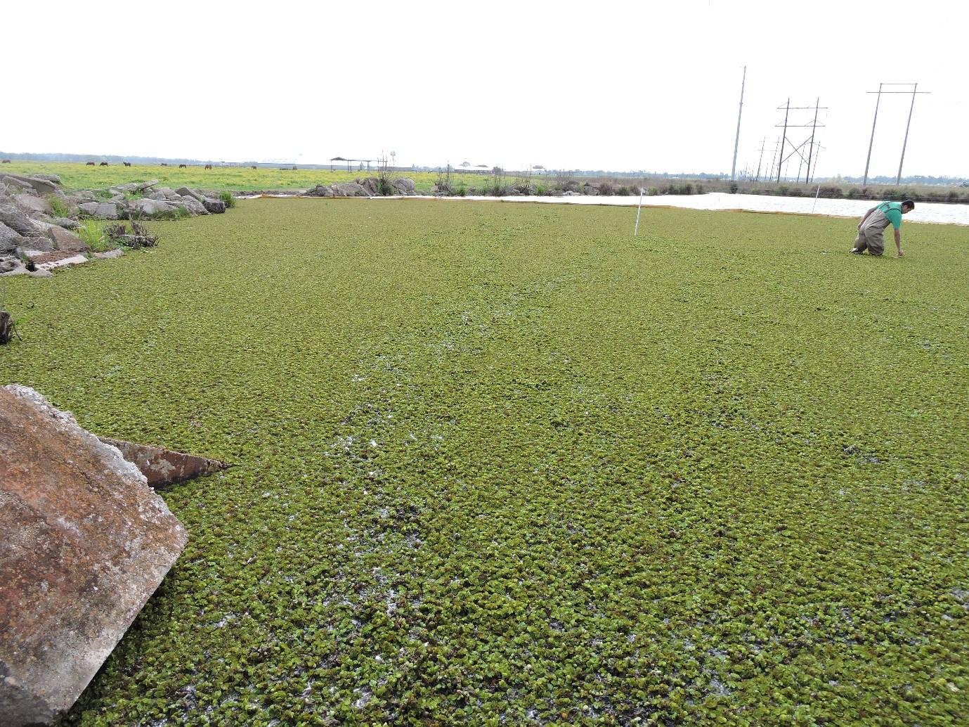 Large area of water mosses