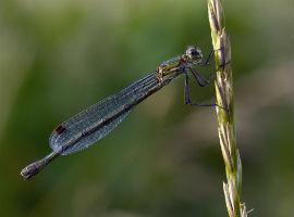 Emerald Damselfly - photo by Heather Lowther