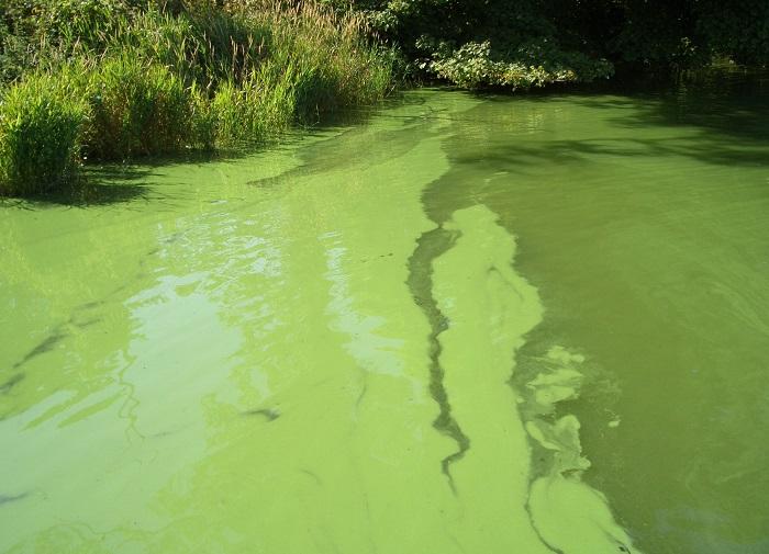 Algal bloom forming on the surface of a lake