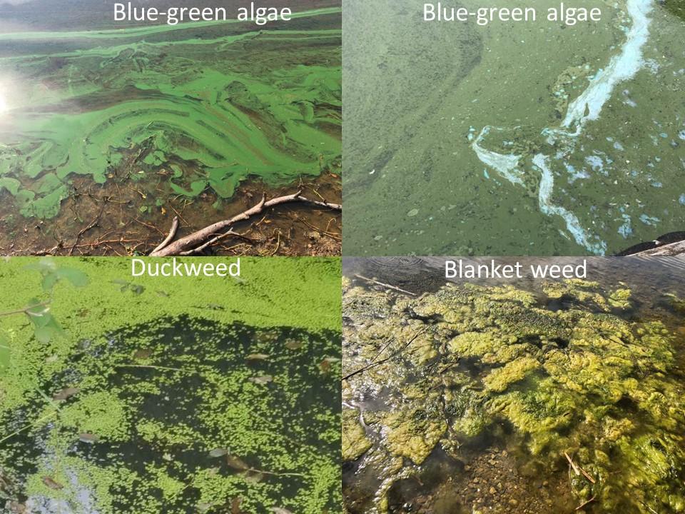 Images showing the difference between blue-green algae and other weeds