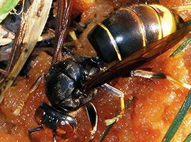 Asian hornet