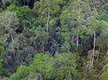 Indonesian peat swamp forest