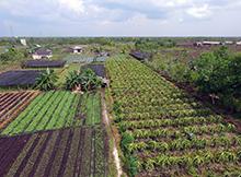 Indonesian smallholder farmland
