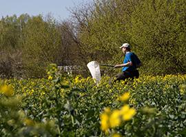 Monitoring pollinators on farmland