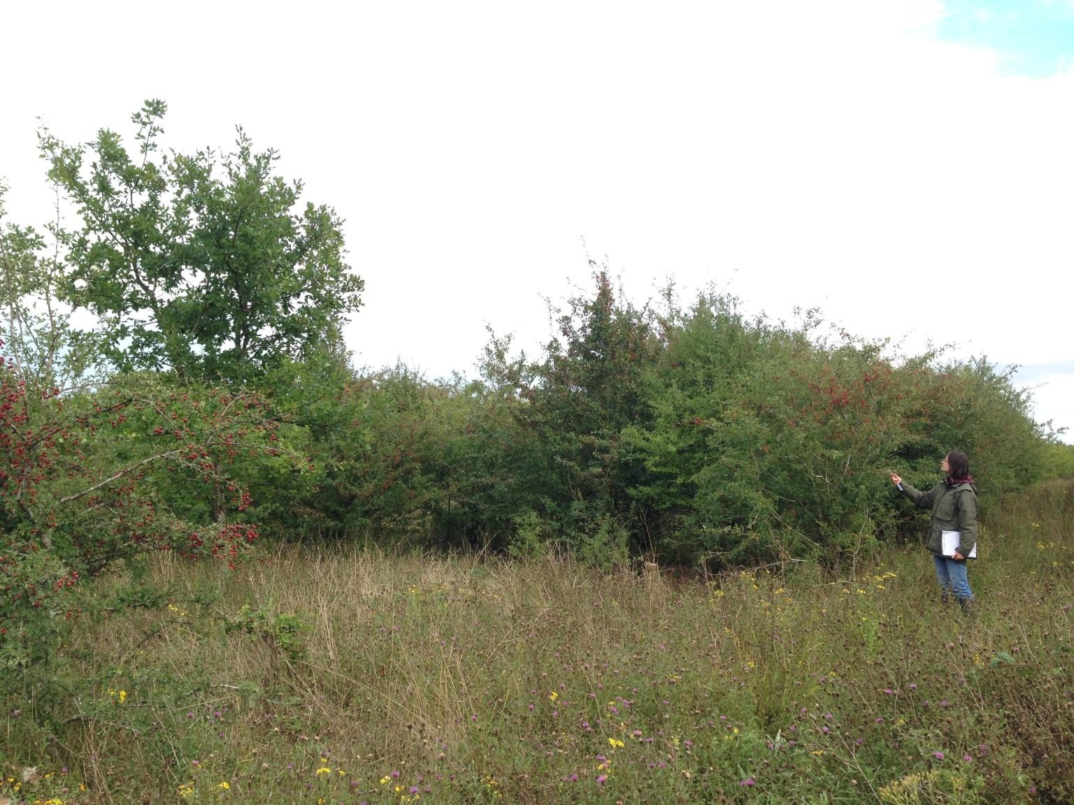 Reserva Natural Nacional Monks Wood, em Cambridgeshire, 24 anos depois do início do monitoramento