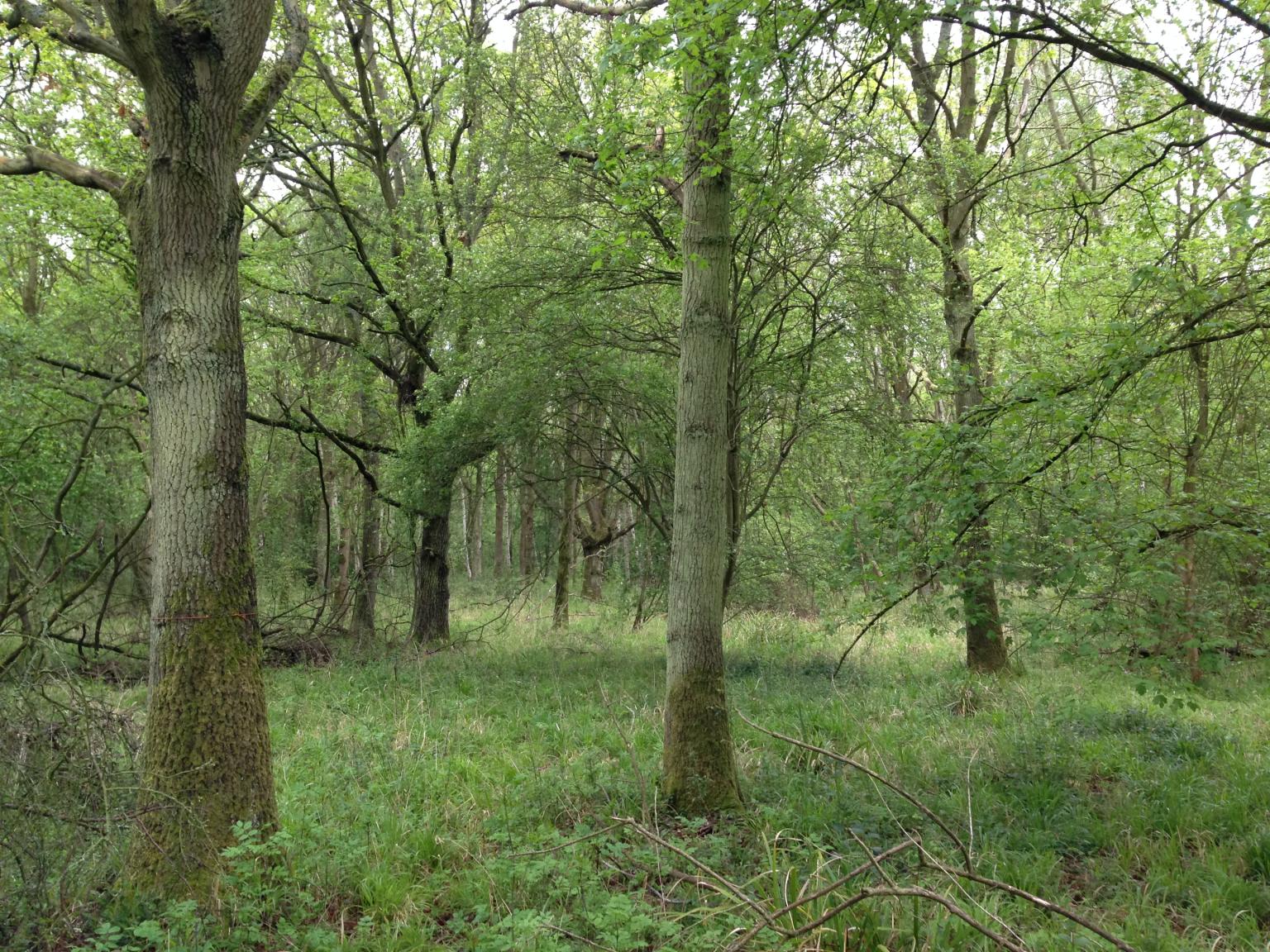 Reserva Natural Nacional Monks Wood, em Cambridgeshire, 59 anos depois do início do monitoramento