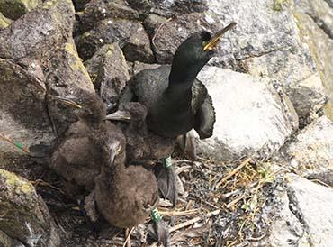 European shag and chick on a nest on the Isle of May