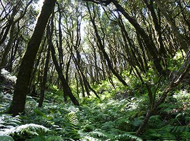 Primar forest, Gomera, Canary Island