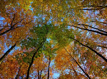 Looking up at autumn woodland