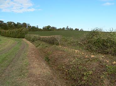 Coppicing, reshaping with a circular saw and wildlife hedging, applied as part of hedgerow rejuvenation experiment 