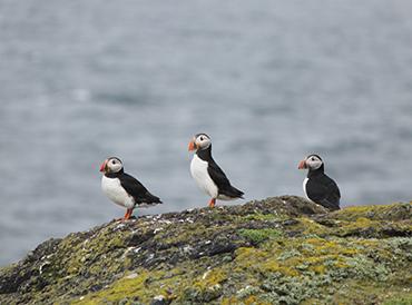 Three puffins seen from a distance