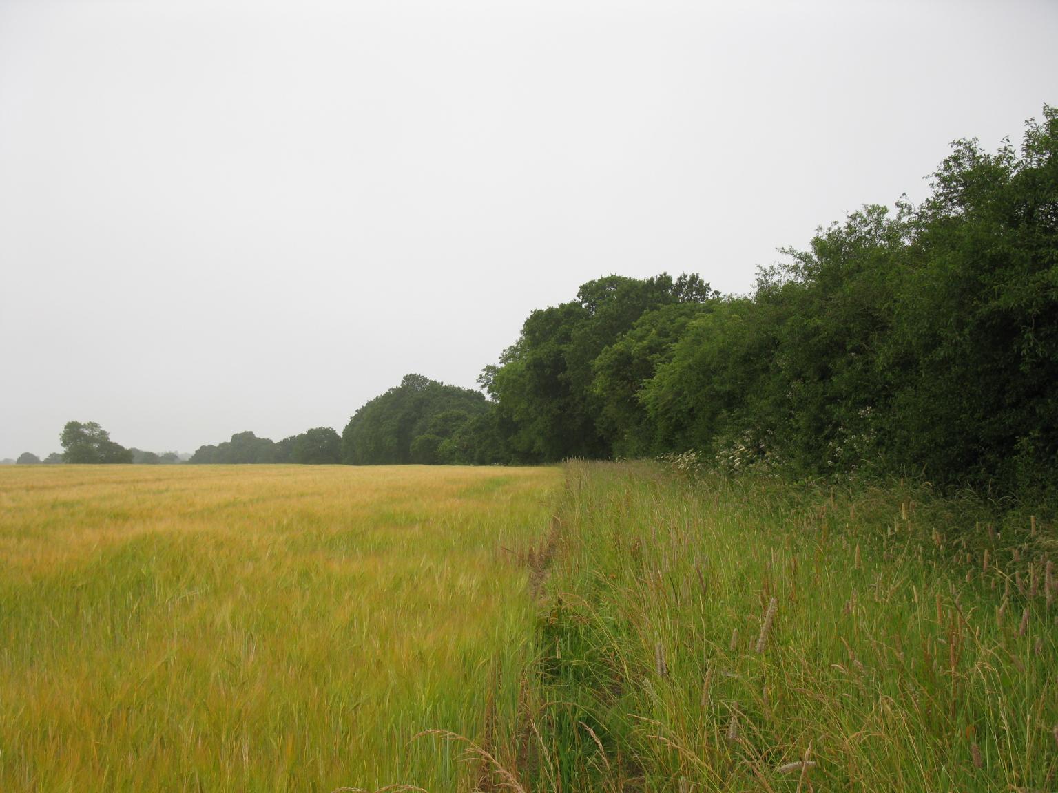 Field margins of tall grasses 