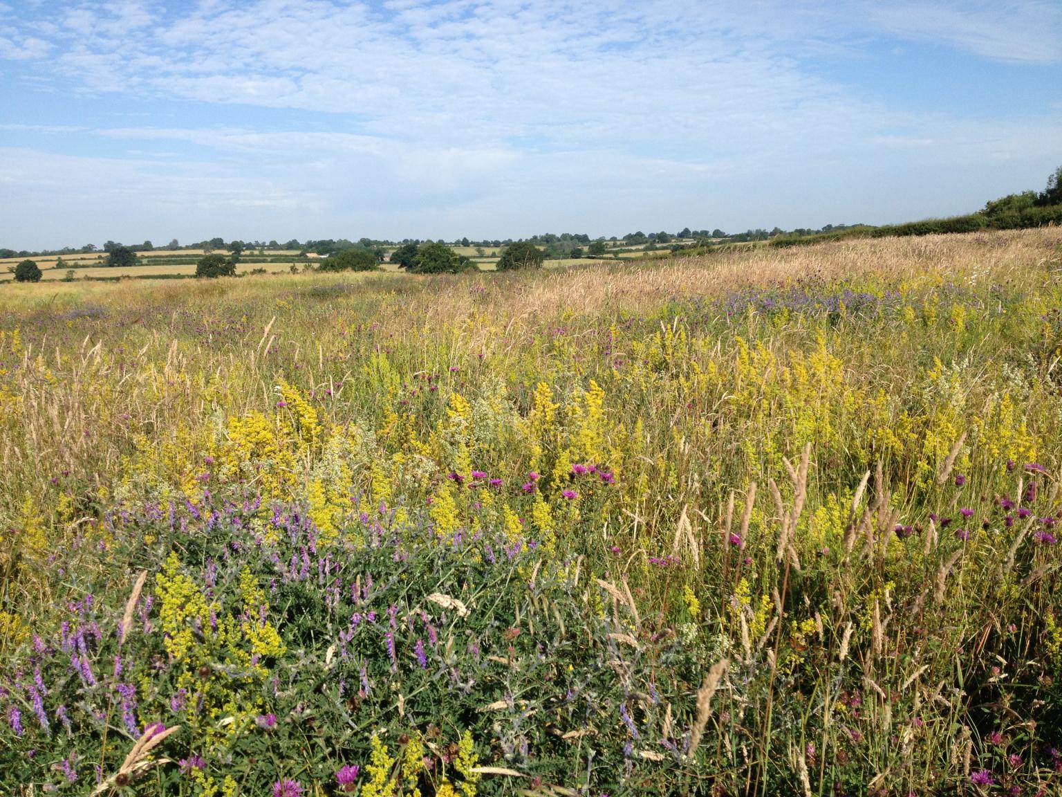 Wildflower margins