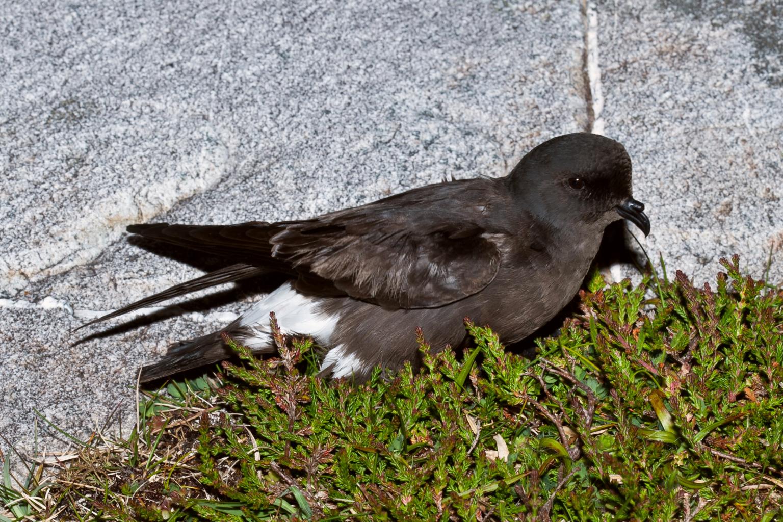 Storm petrel  Photo: Ian Fisher