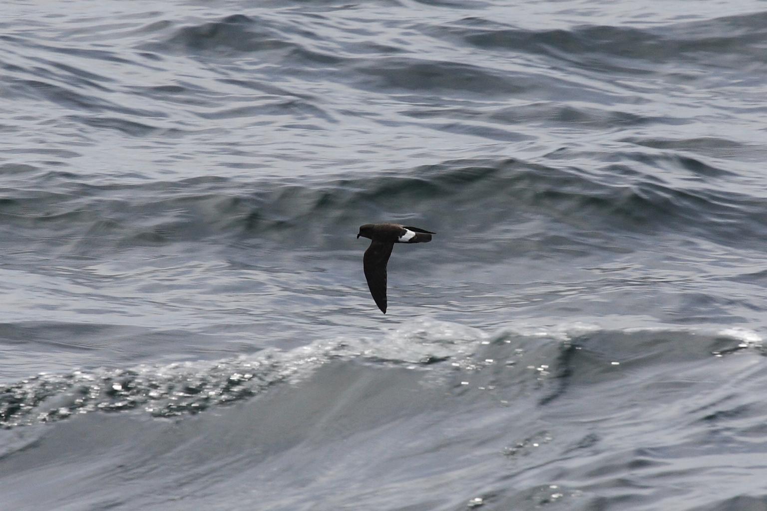 Storm petrel in flight  Photo: Ian Fisher