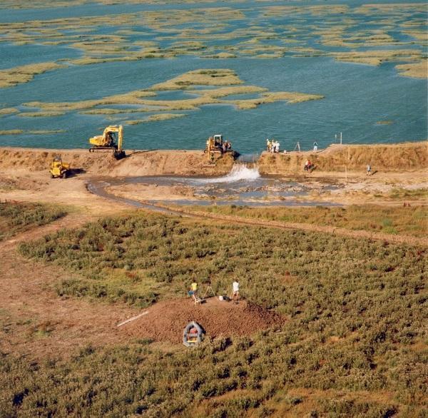 Saltmarsh restoration