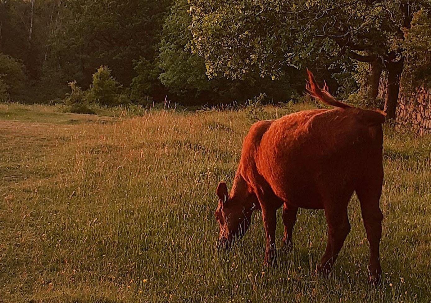 Cow grazing in evening light