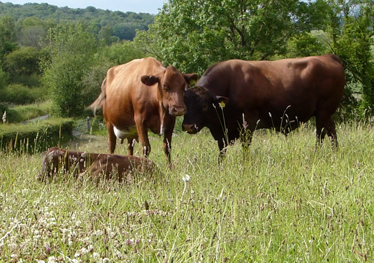 Cow, bull and calf