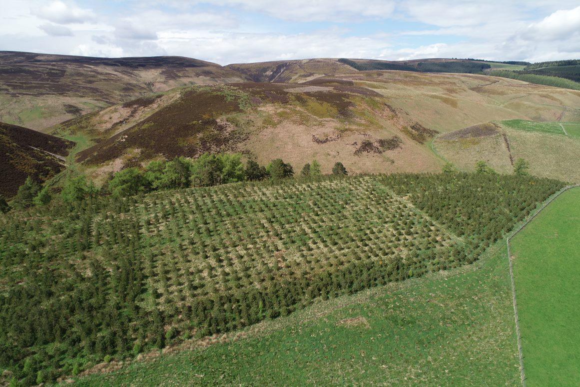 Scots pine experiment at Glensaugh