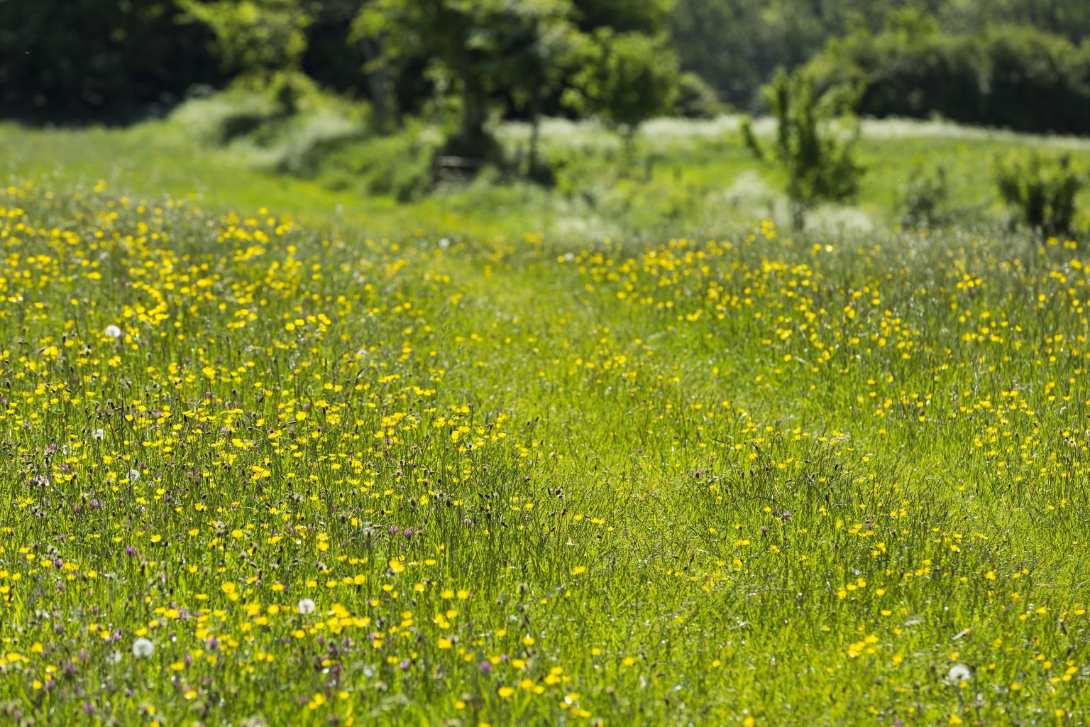 Wildflowers in West Sussex  Photo: NT Images/Chris Lacey