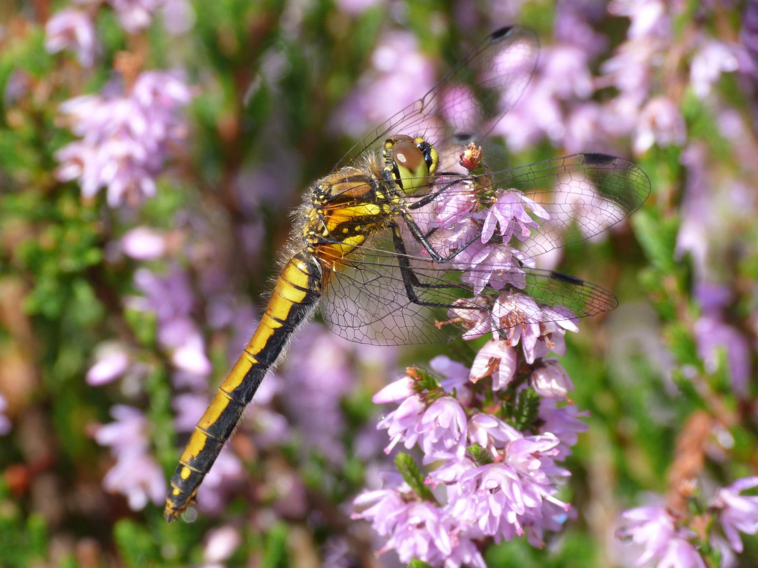 Black Darter female  Photo: Ken Gartside