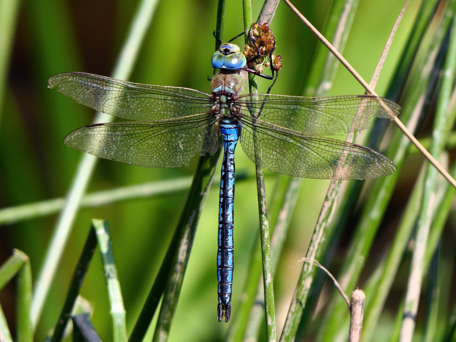 Emperor Dragonfly  Photo: Dave Smallshire
