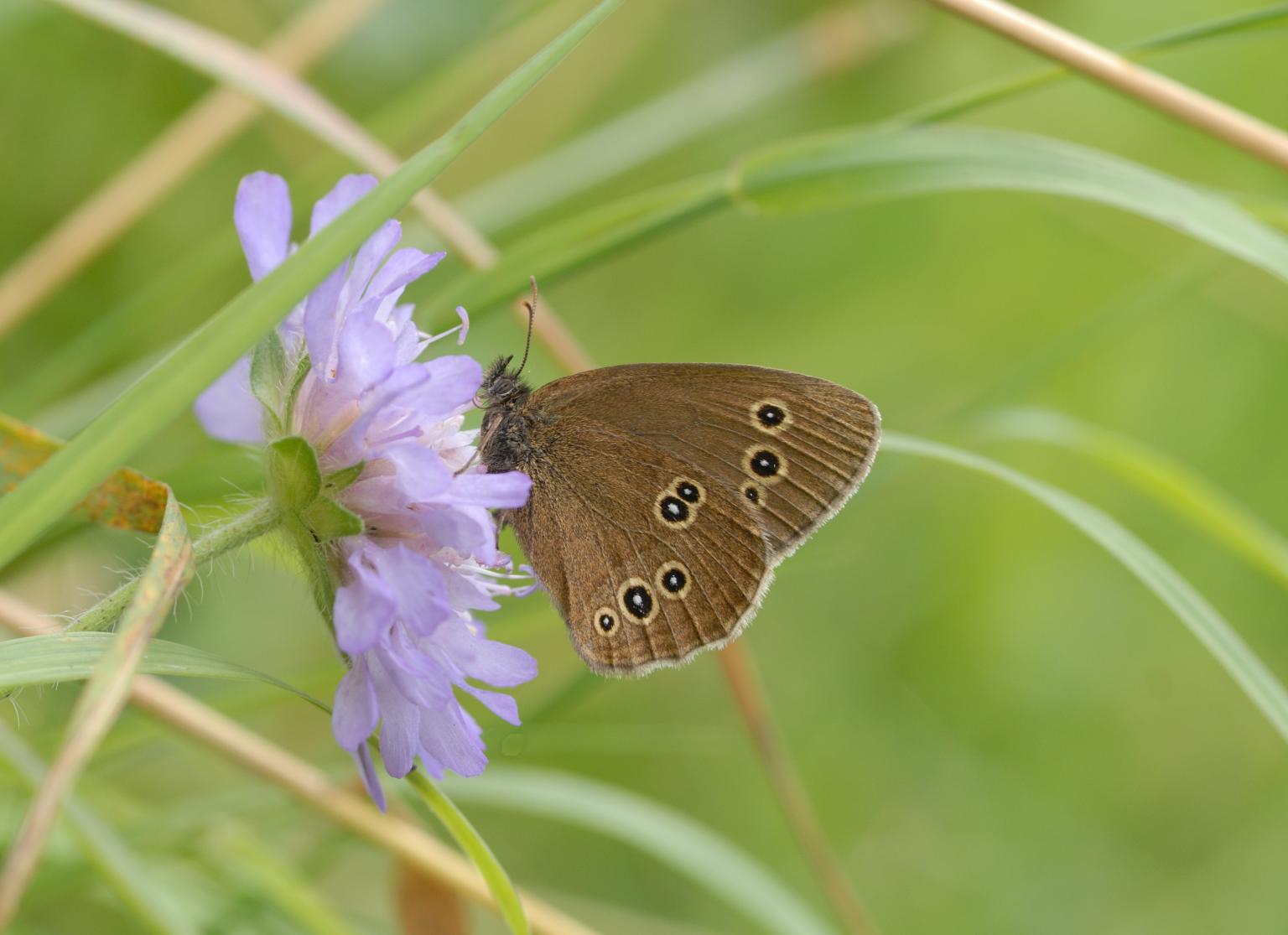 Ringlet butterfly_ Photo: Jim Asher