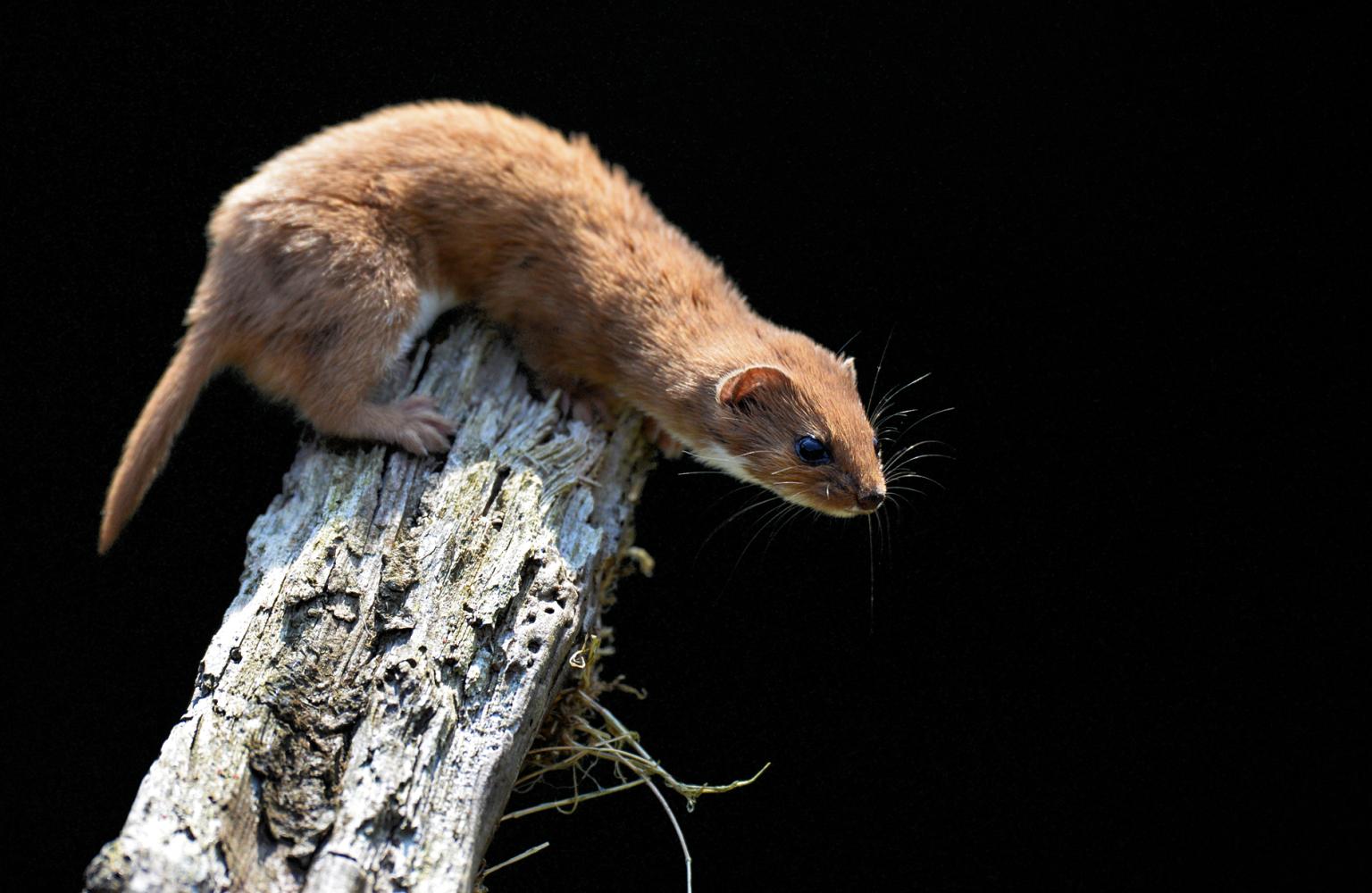 Weasel   Photo: Marc Baldwin