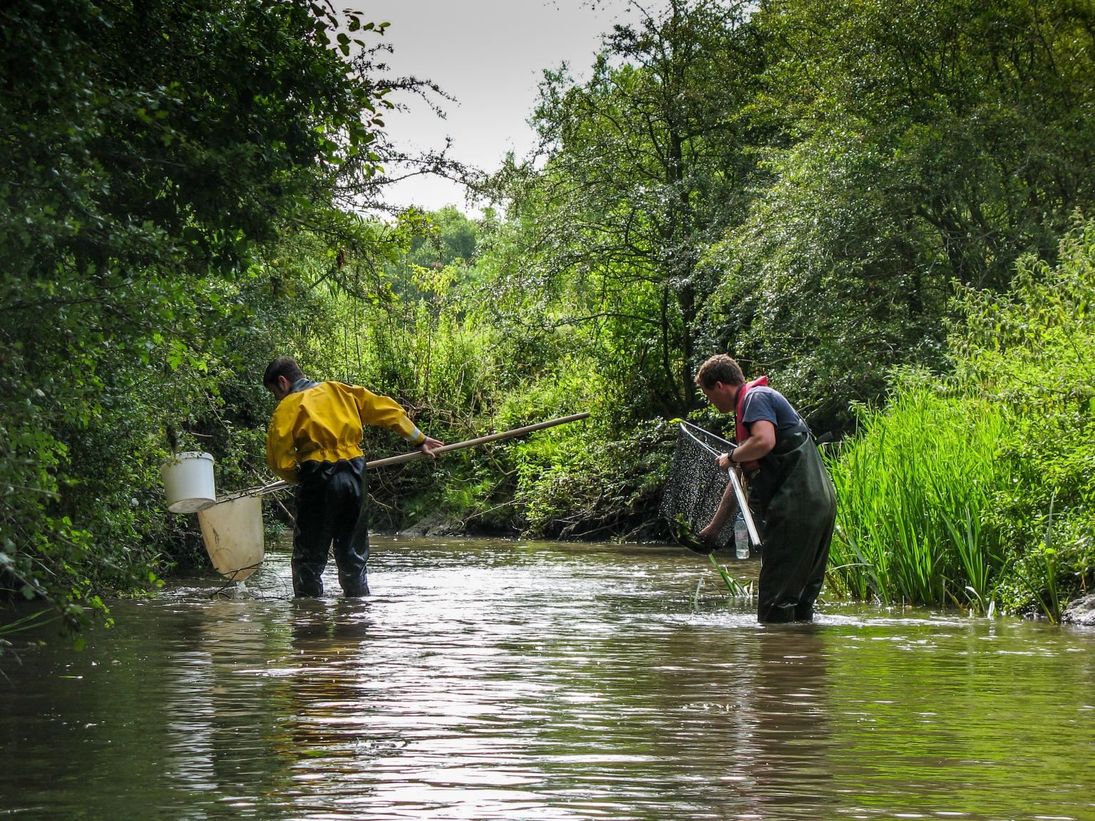 Stickleback sampling