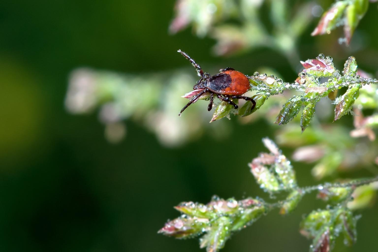 Ixodes_ricinus