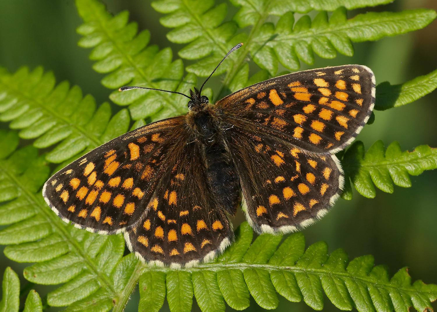 Heath Fritillary  Photo: Iain H Leach