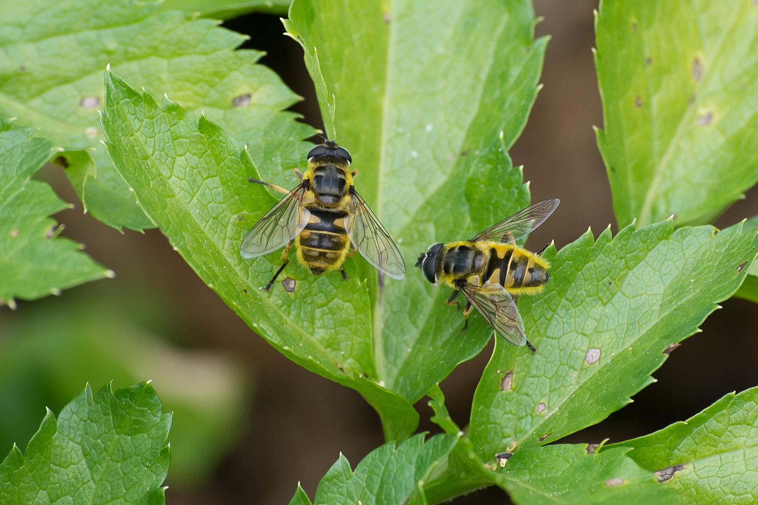 Myathropa florea hoverflies Photo: Rui Felix