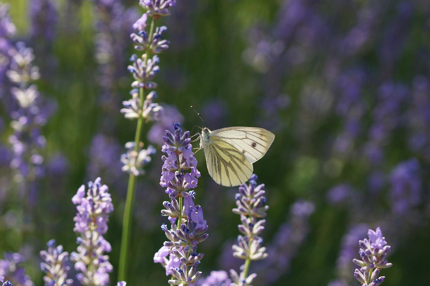 Green-veined white butterfly Photo: Ulrike Schäfer